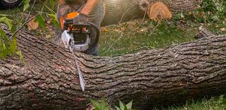 Best Tree and Shrub Care  in Elwood, IL
