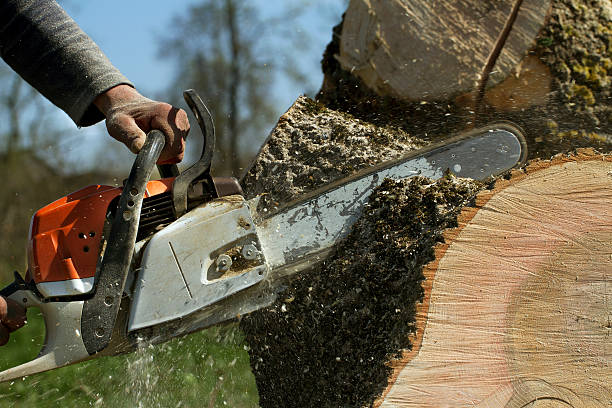Best Lawn Grading and Leveling  in Elwood, IL